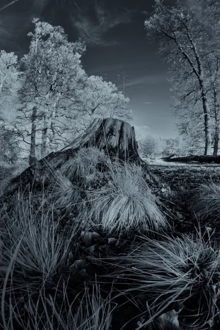 Tree Stump | Calke Abbey, Derbyshire, UK.