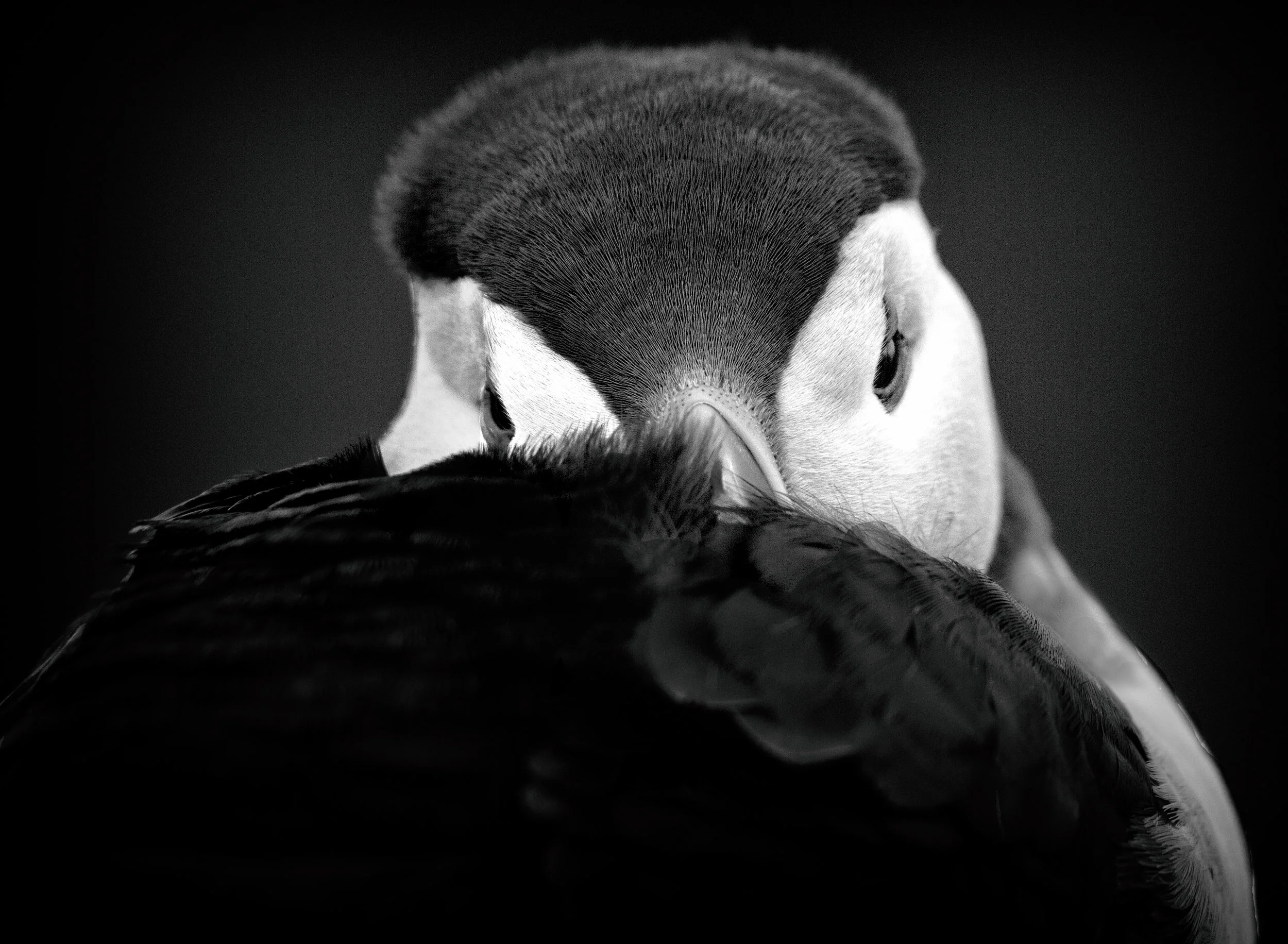 Puffin | Skomer Island, Pembrokeshire National Park, Wales.