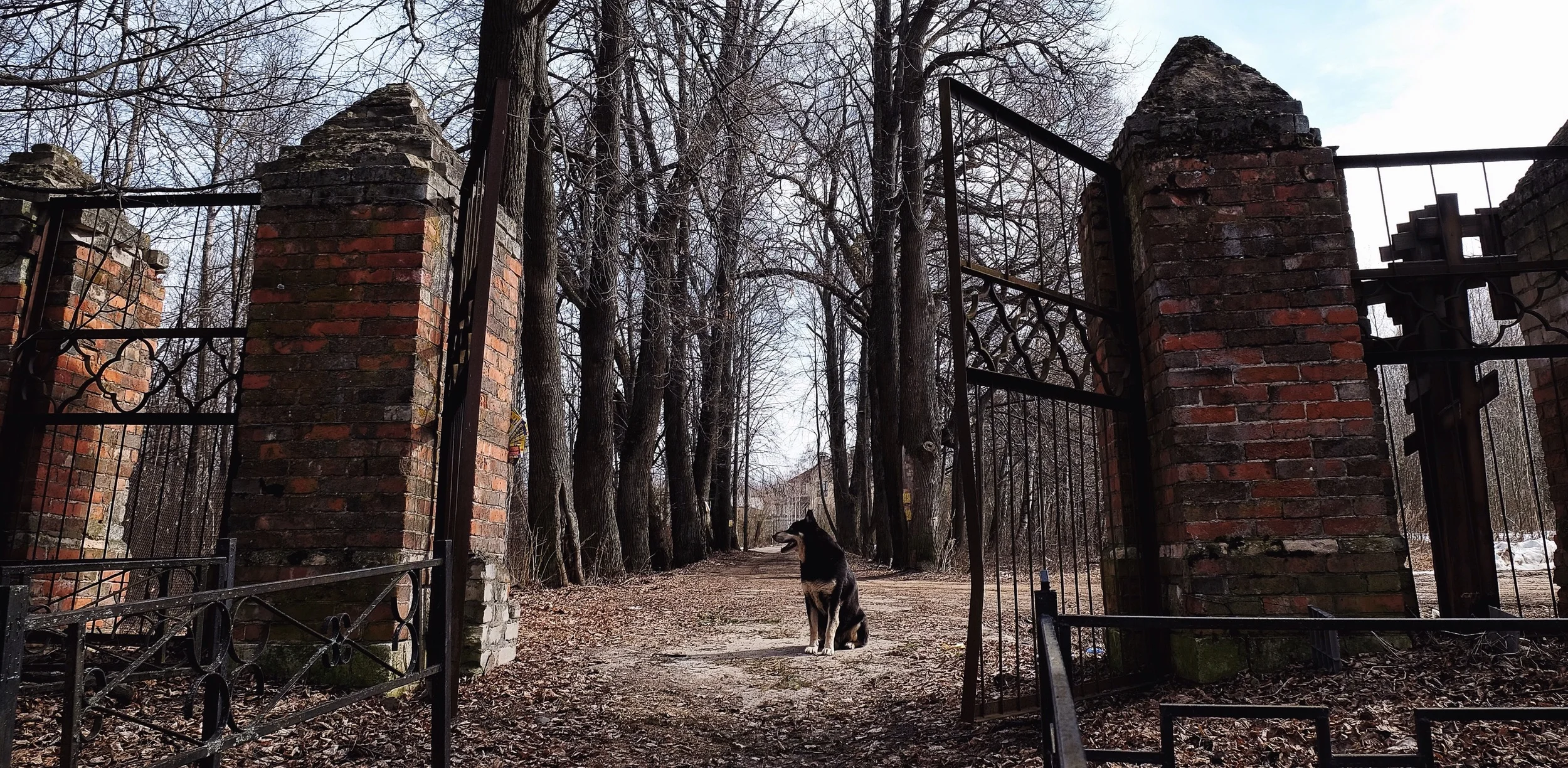 dog on cemetery.jpg