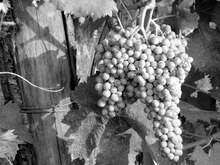 Sangiovese Grosso - Greve in Chianti