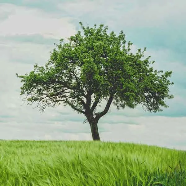 AQ-blog-tree-ayurveda.jpg