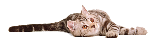 Cat-Transparent-Background.png