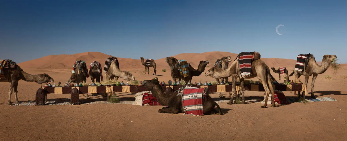 camels.jpg