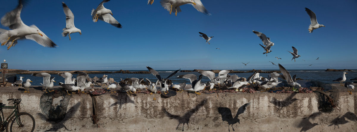 seagulls.jpg