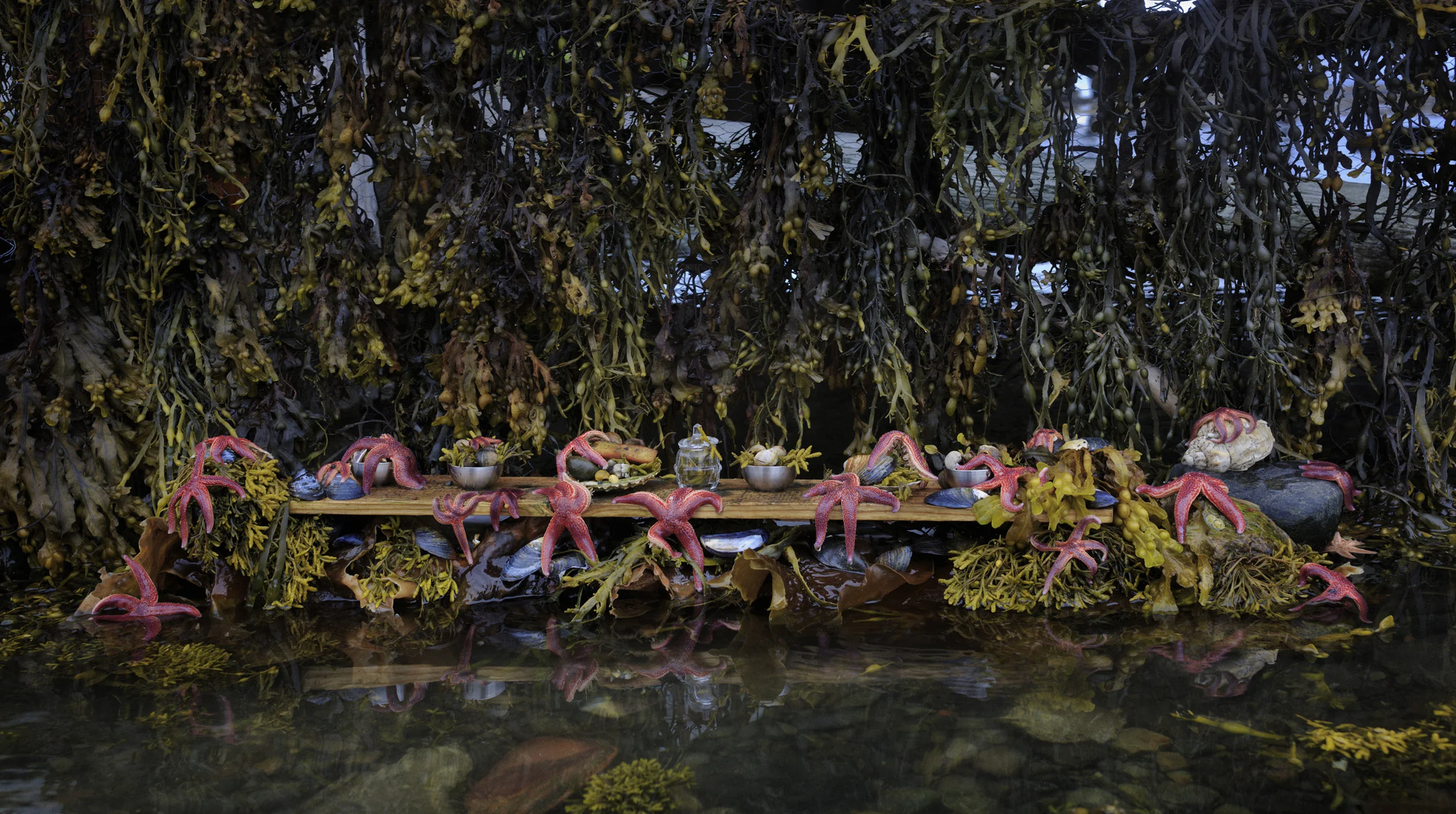 starfish_web.jpg