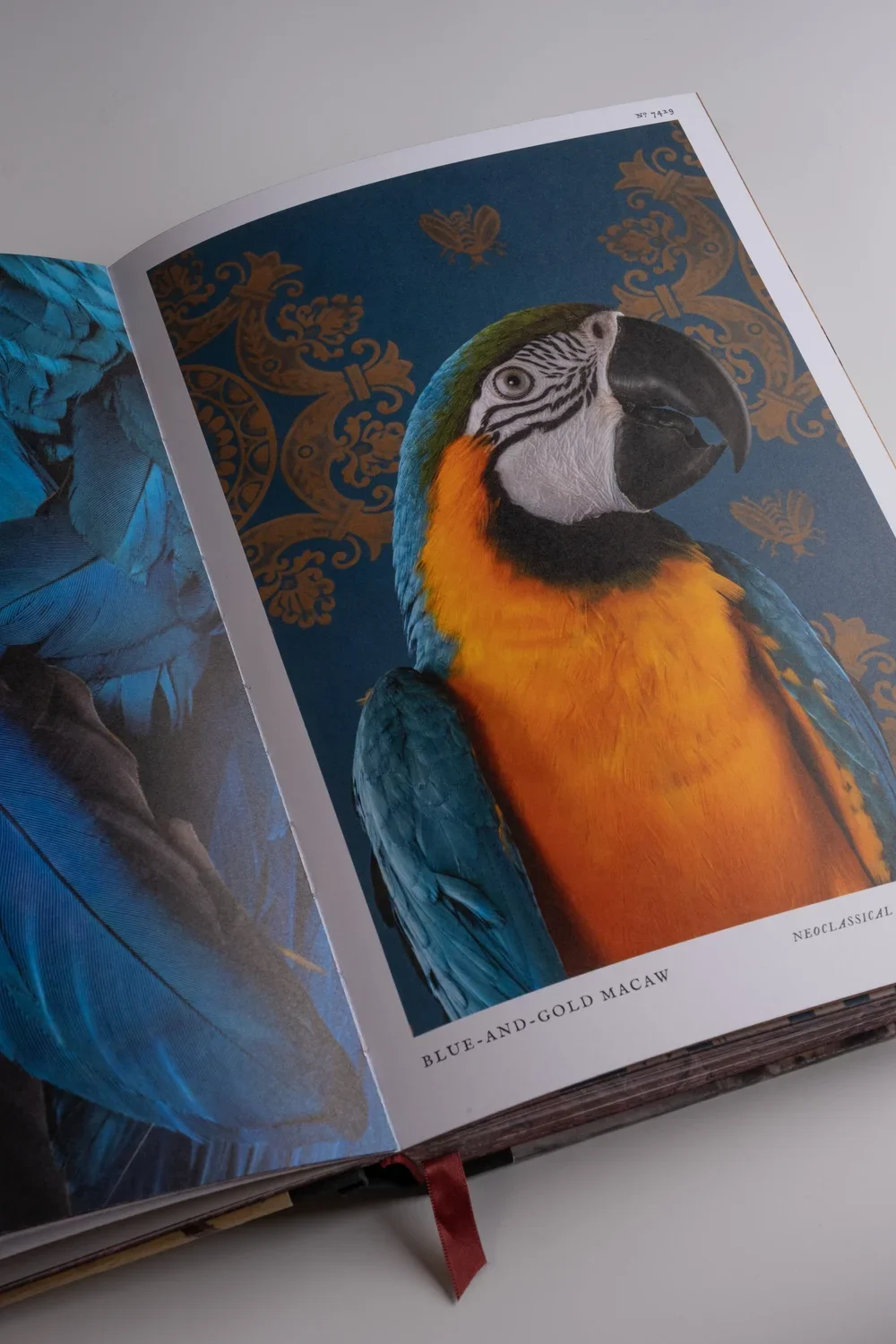 BirdsofaFeather_ClaireRosen_Book_DSF9773.webp