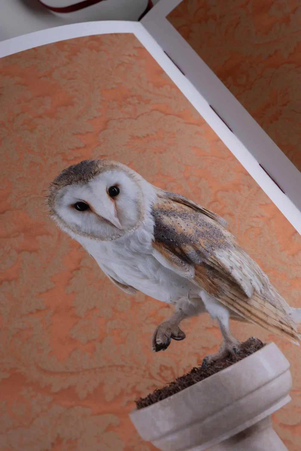 BirdsofaFeather_ClaireRosen_Book_DSF9817.webp