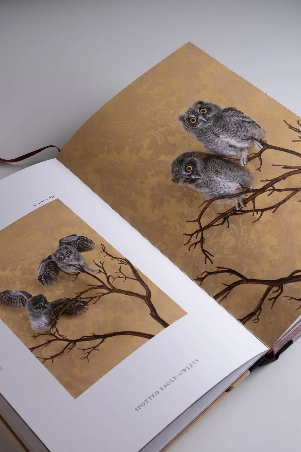 BirdsofaFeather_ClaireRosen_Book_DSF9825.webp