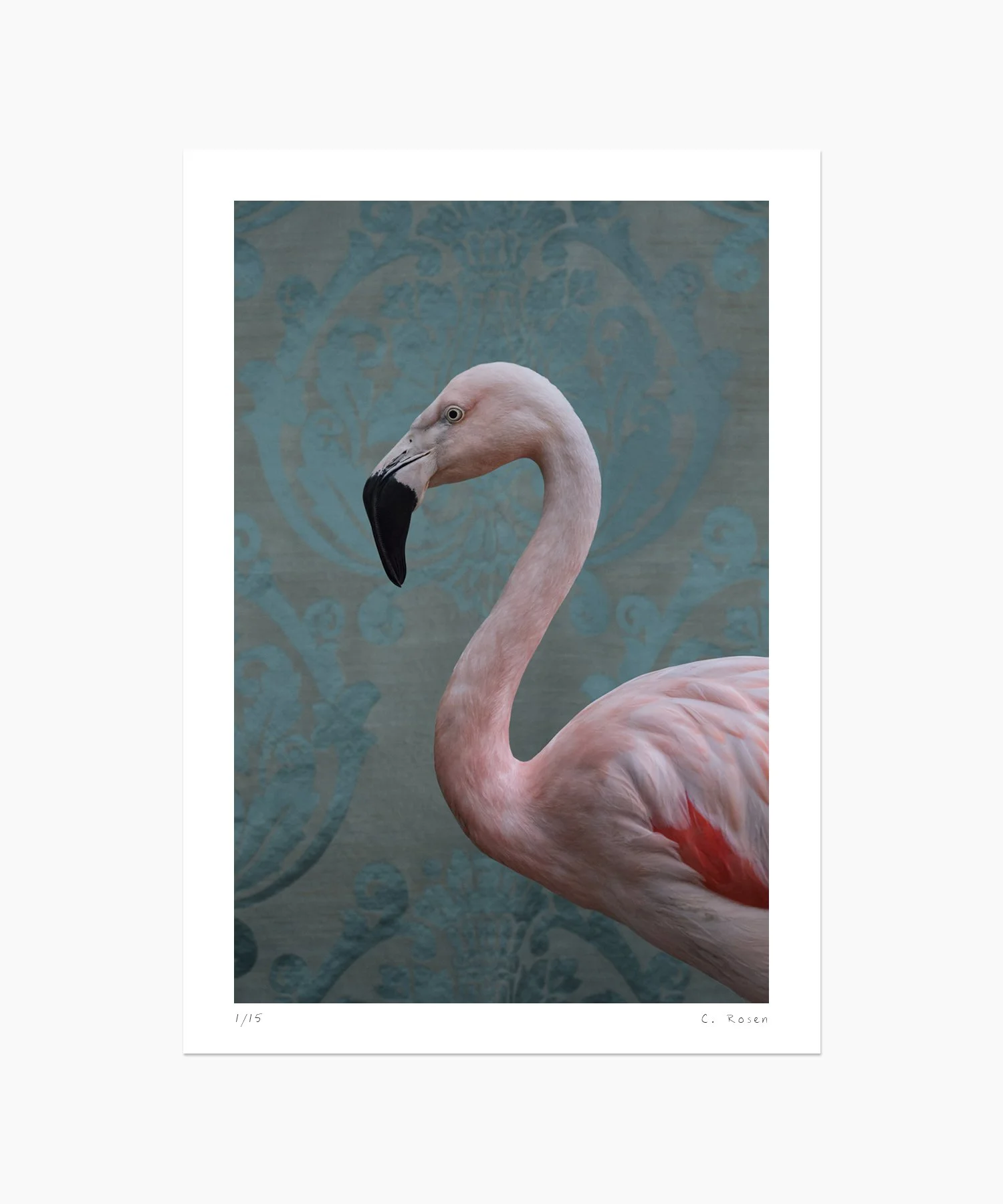 CR_webtemplate_BOF_0350_GreaterFlamingo_2017_crop.jpg