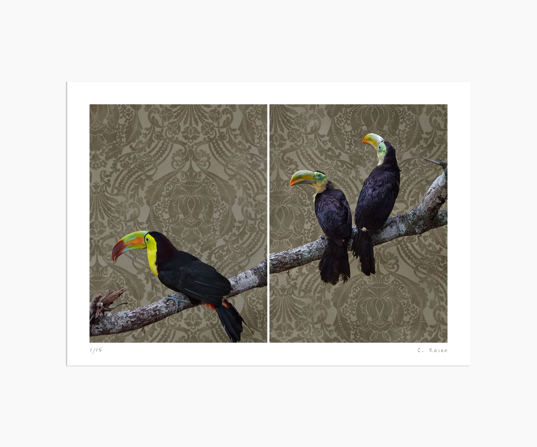 CR_webtemplate_BOF_7991_KeelBilledToucan_2014.jpg