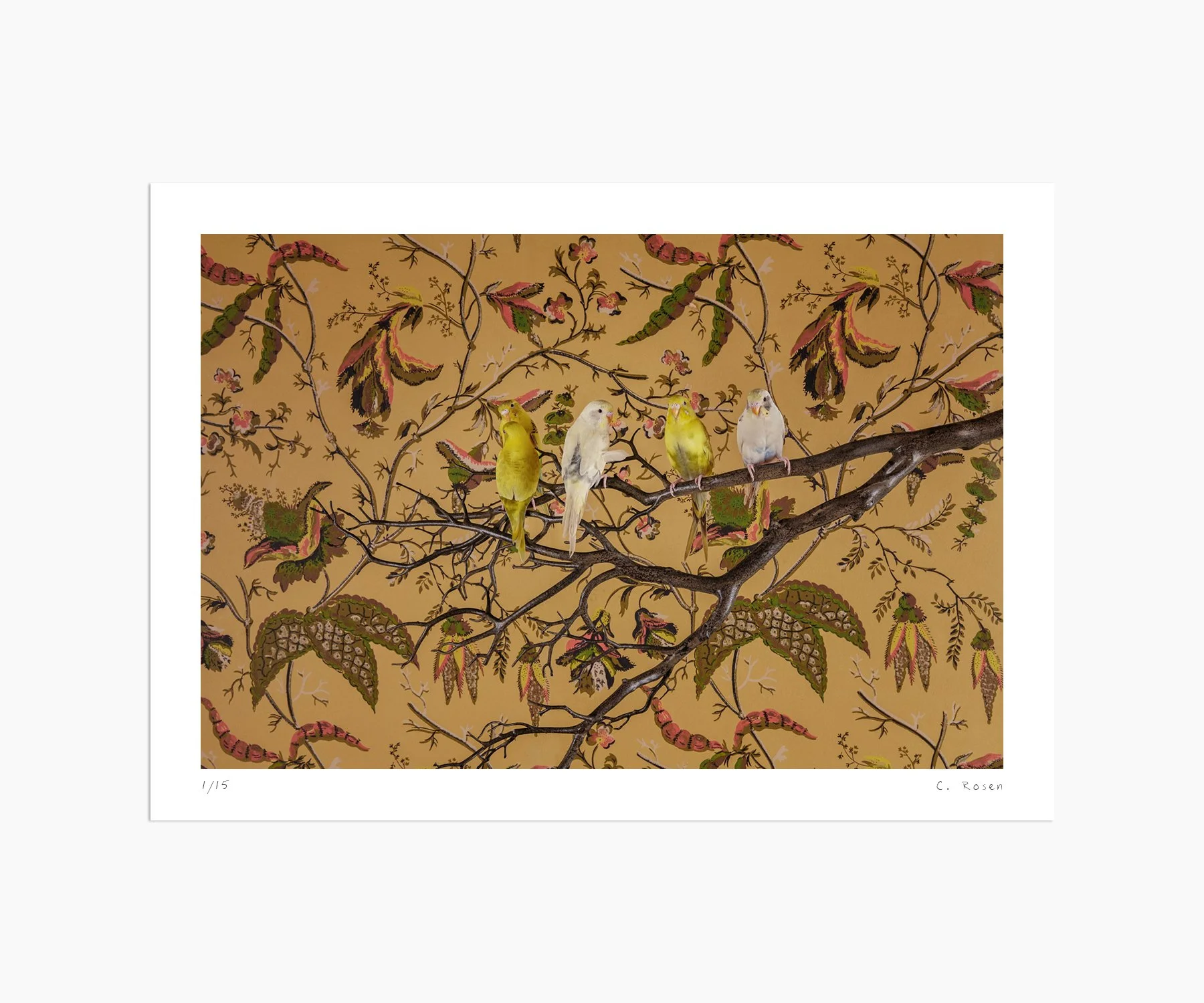 CR_webtemplate_BOF_9718_Budgerigar_2015.jpg