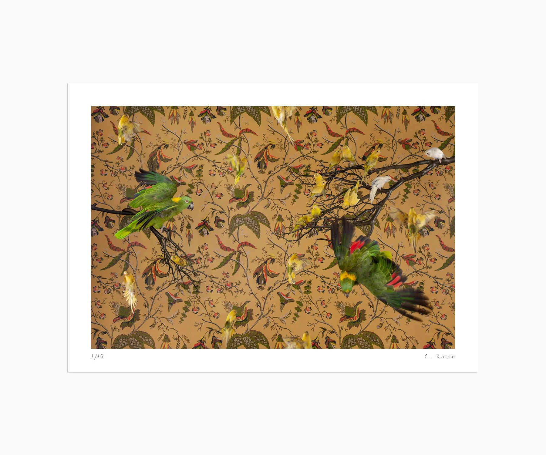 CR_webtemplate_BOF_9852_BudgerigarFlockwithAmazonParrots_2015.jpg