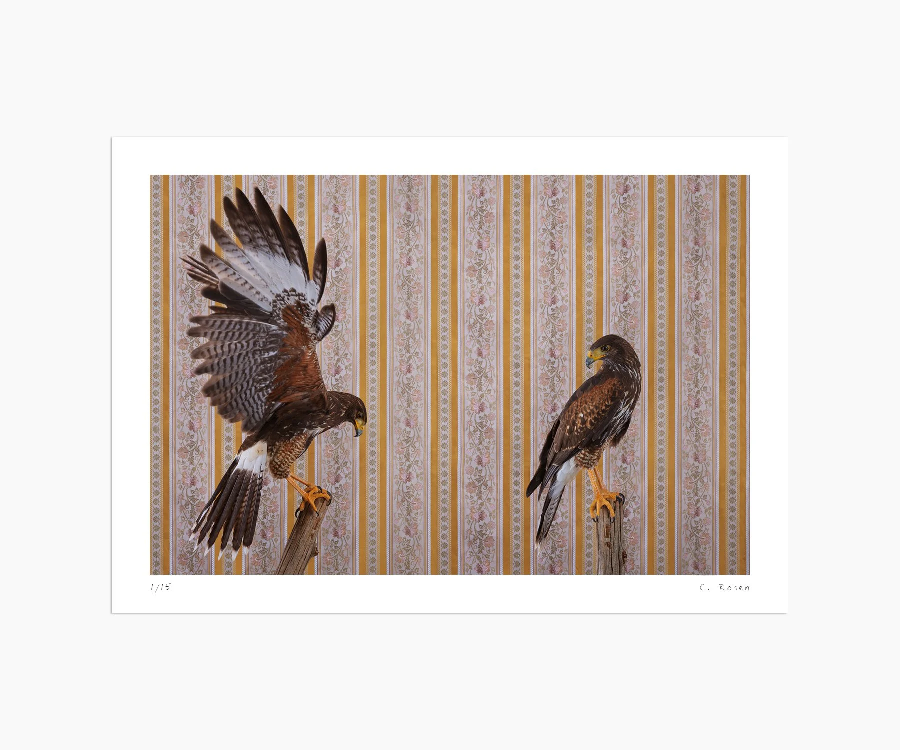 CR_webtemplate_BOP_7482_7495_HarrisHawk_2021.jpg