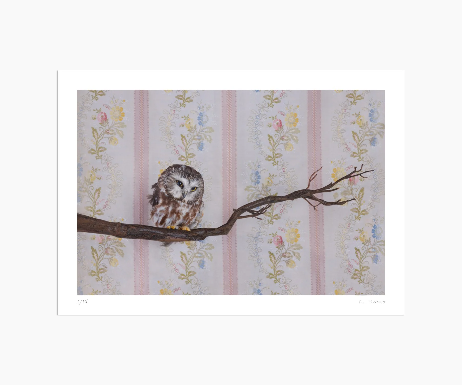 CR_webtemplate_BOP_7632_SawWhetOwl_2021.jpg