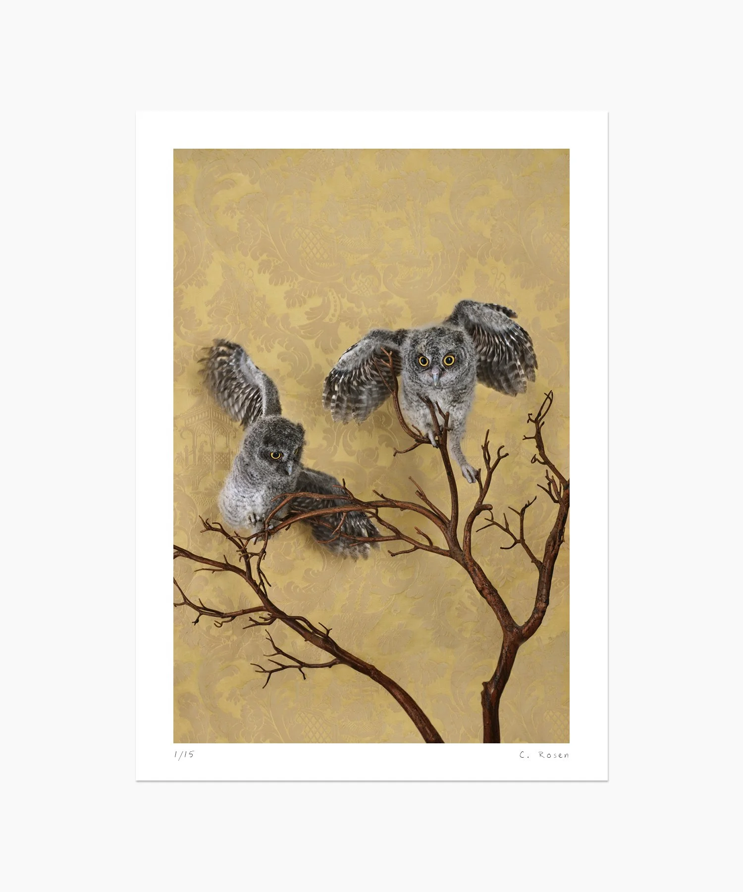CR_webtemplate_BOP_7681_SpottedEagleOwlets_2021.jpg