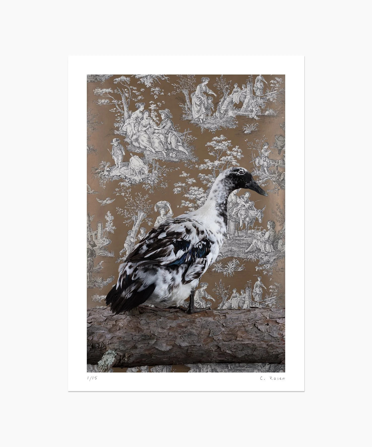 CR_webtemplate_FOW_0068_SwedishBlueDuck_2020.jpg