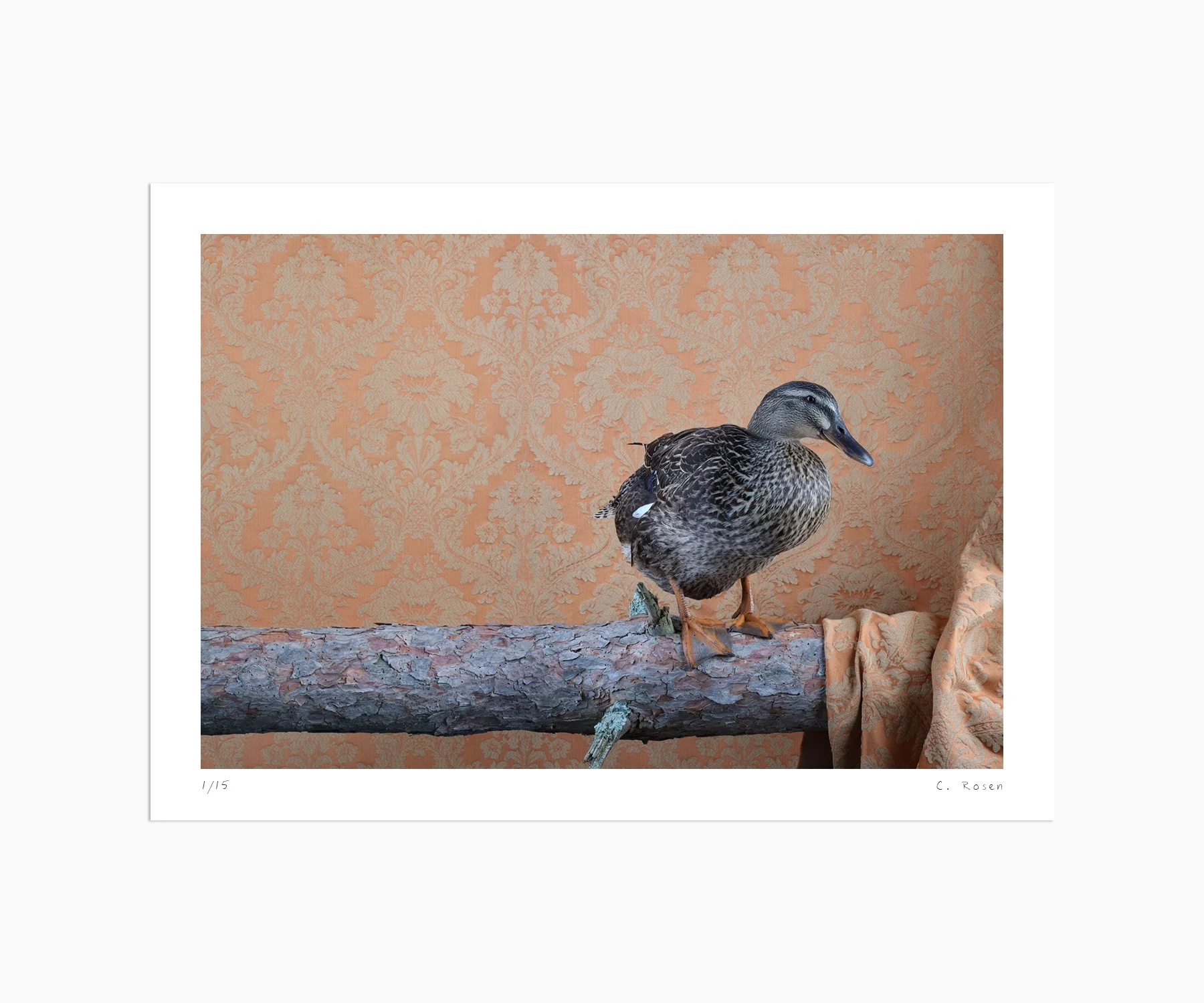 CR_webtemplate_FOW_0166_Duck_2020.jpg