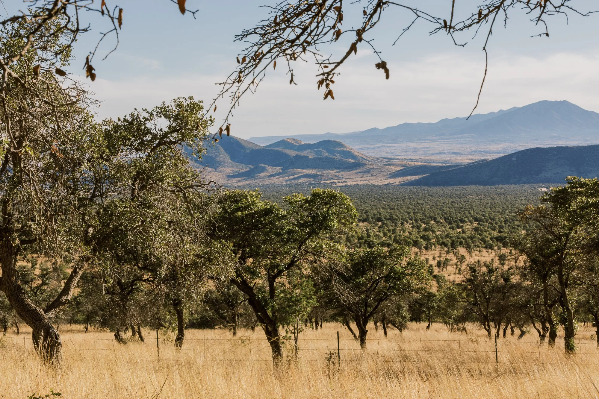 coronadonationalforest-jacquelineschossman-9.JPG
