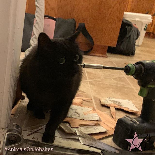 Black cat Dinah was inspecting my work yesterday. This morning, my client warned there’s a neighborhood cat, Ernie, that thinks they live here too. An hour later, I met Ernie.
#rockstar #remodel #animalsonjobsites #portland #demo #flooring #cat #cats #blackcat #orangecat #Festool