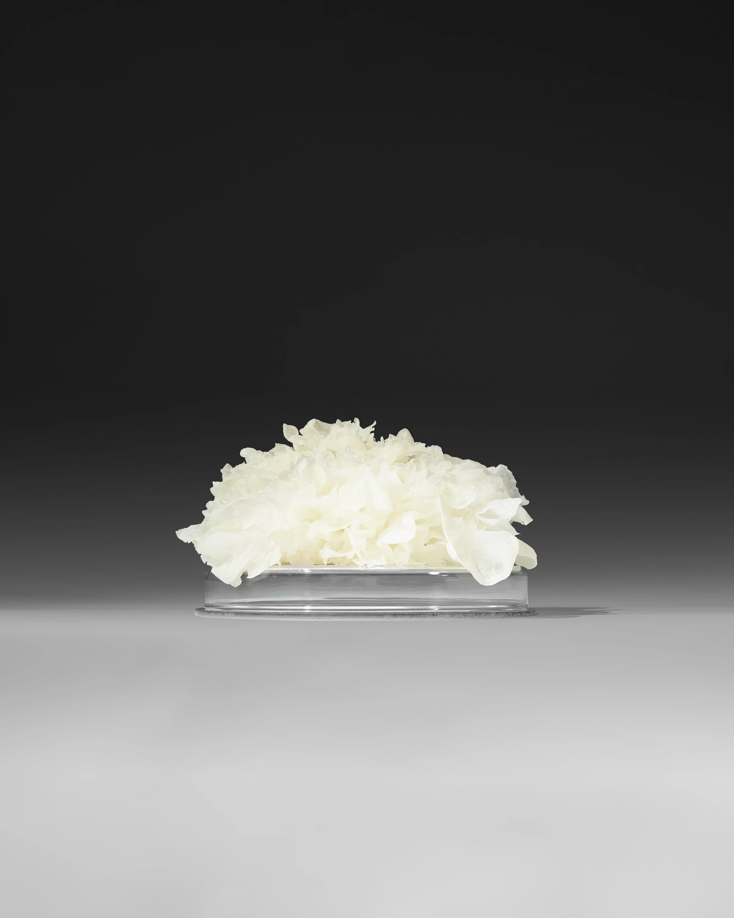 shrooms_main_flat copy.jpeg