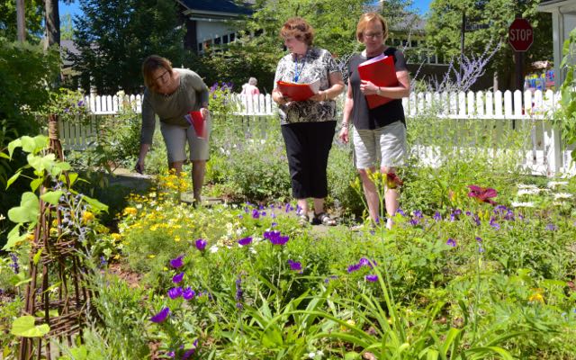 Skilled judges evaluating many criteria on this year's Chautauqua In Bloom event