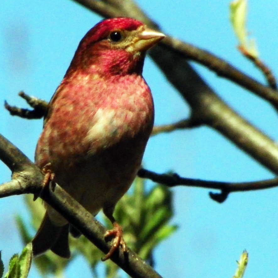 House Finch