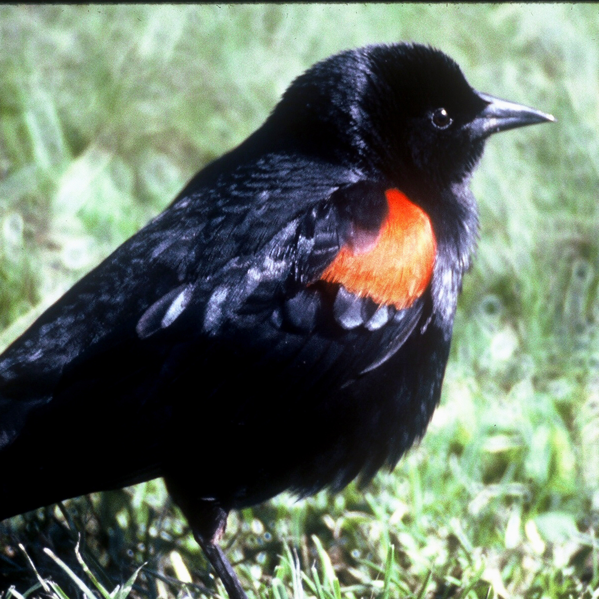 Red-Winged Blackbird