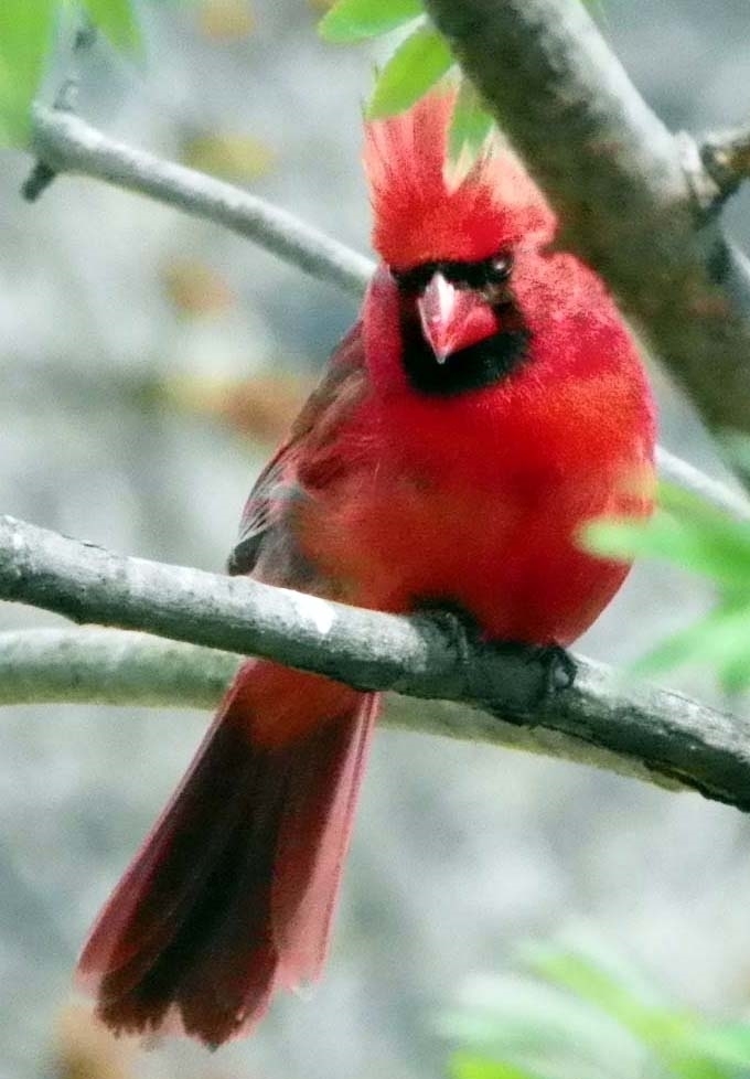 Northern Cardinal