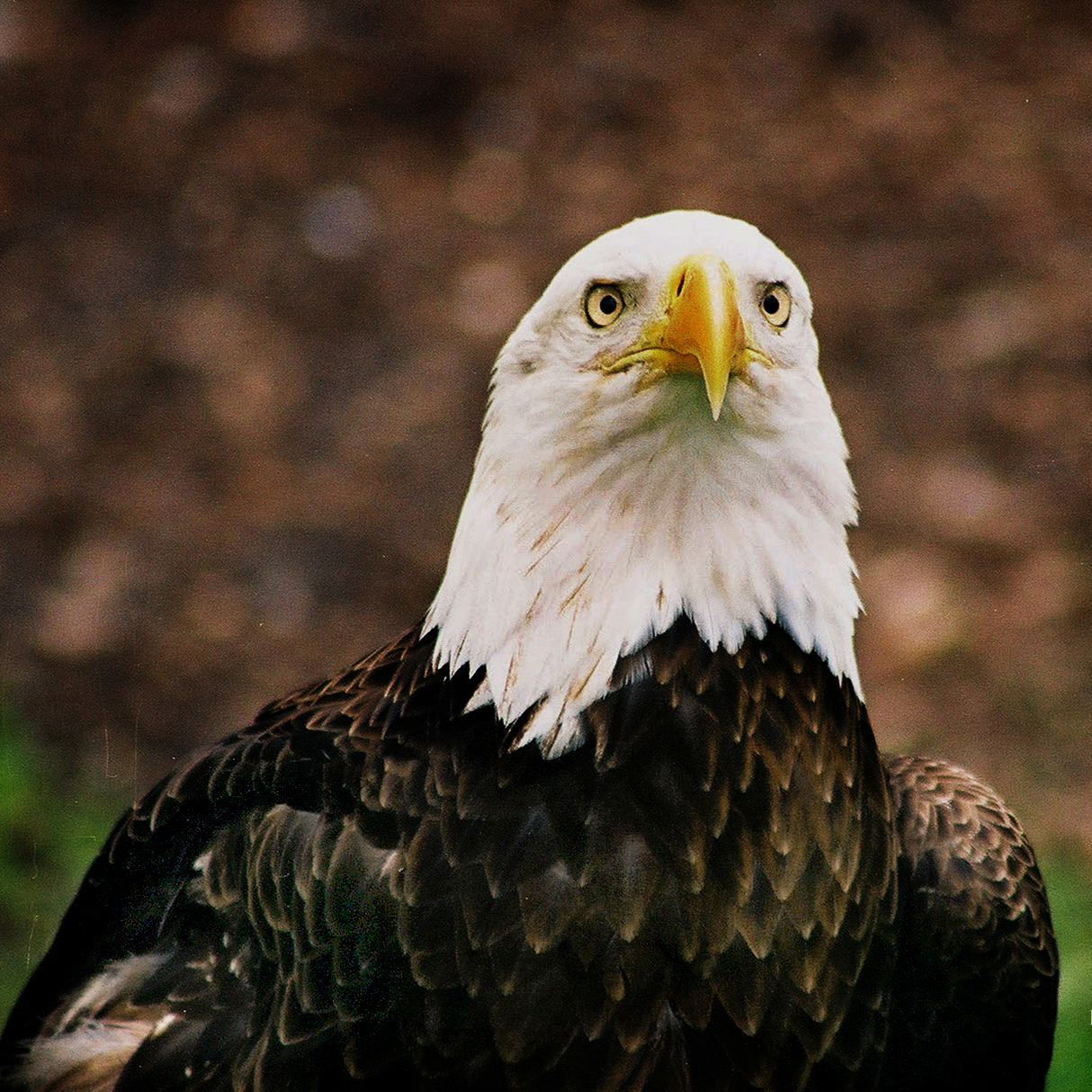 Bald Eagle