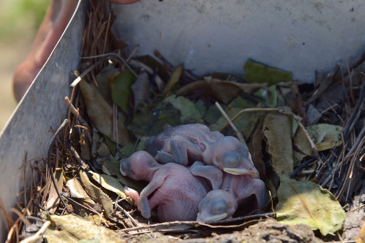 Baby Martins are called Nestlings