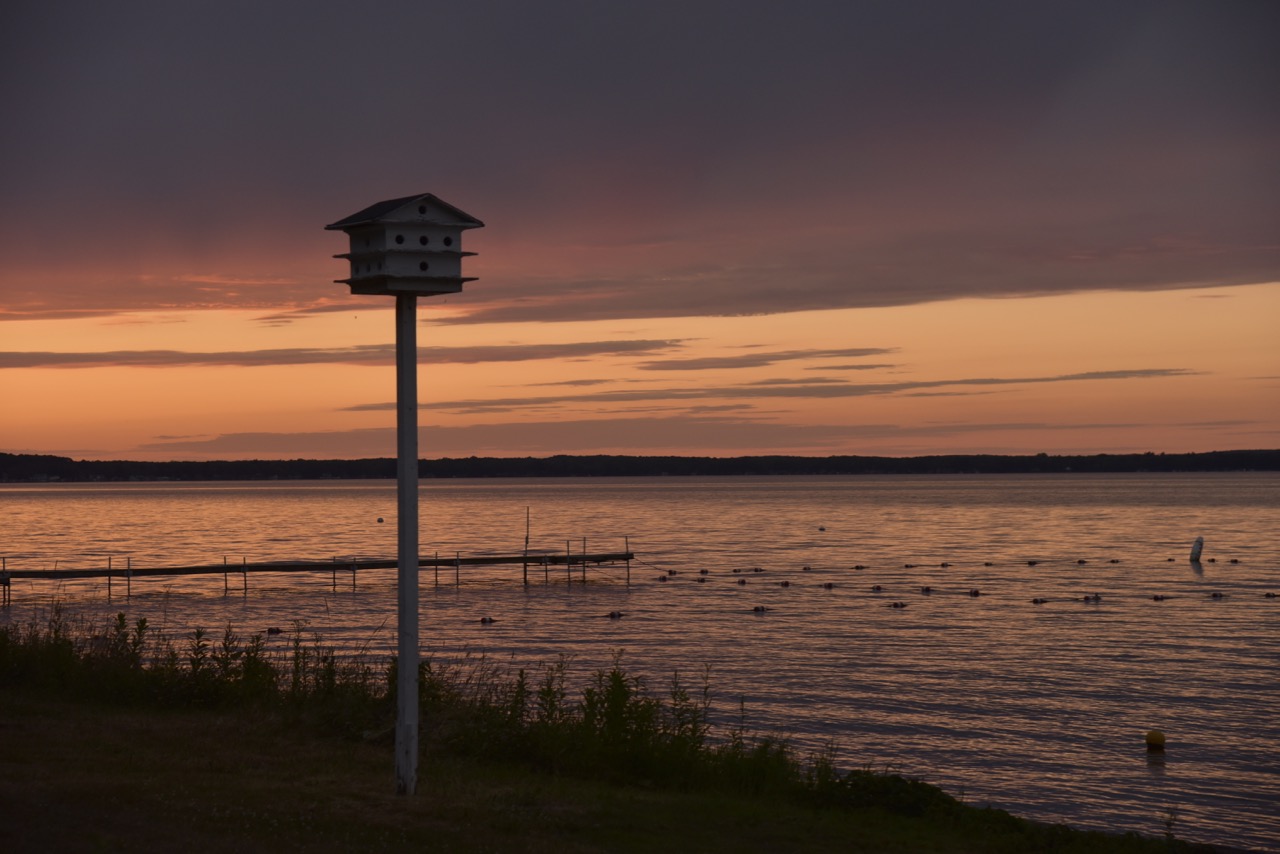 Purple Martins migrate to Brazil every August