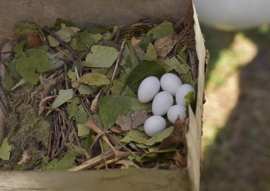 Eggs hatch in about 14 days