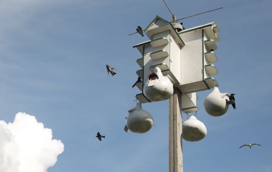It's a party at the Purple Martin House!