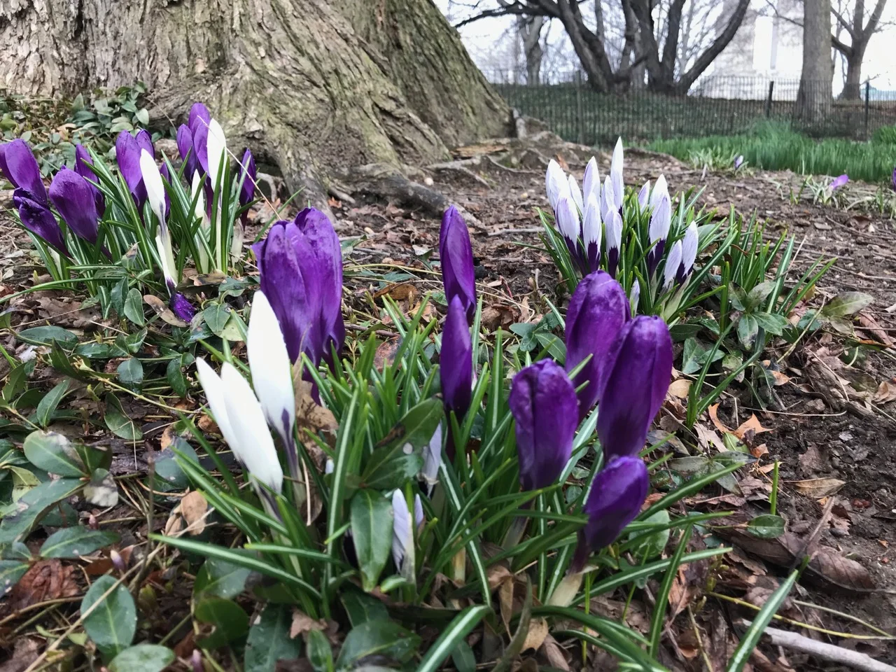 Crocus welcome spring temps