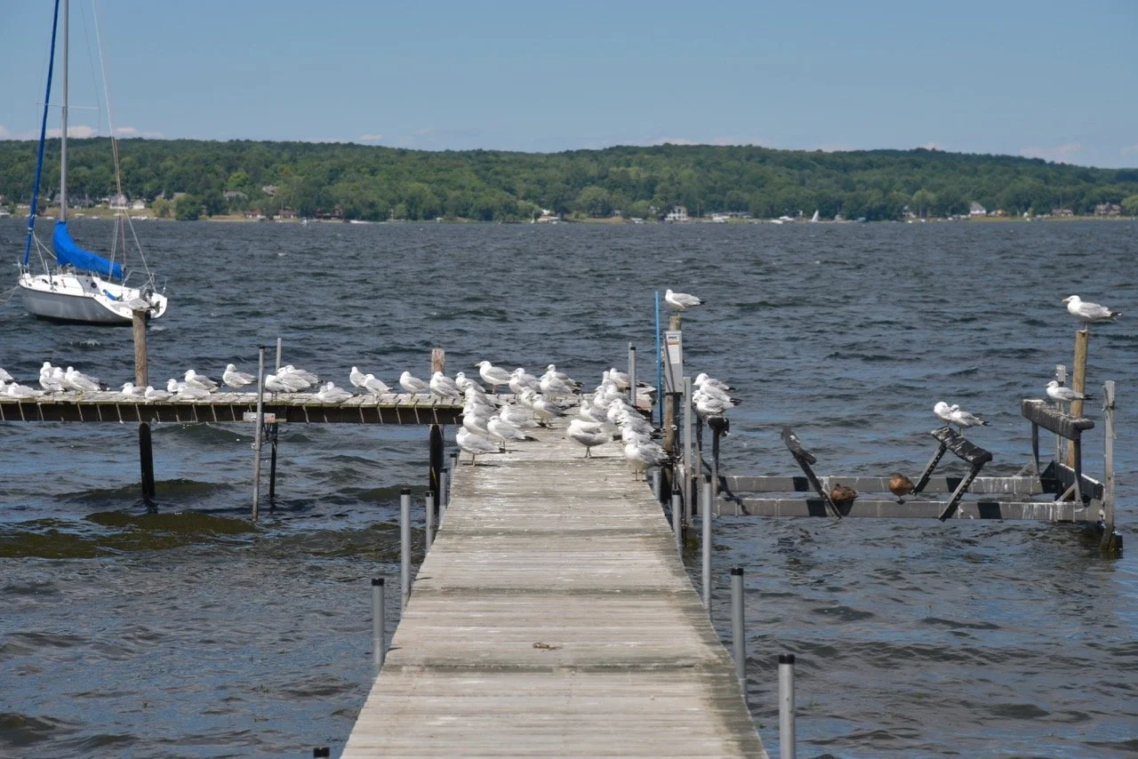 Chautauqua Bird, Tree & Garden Club
