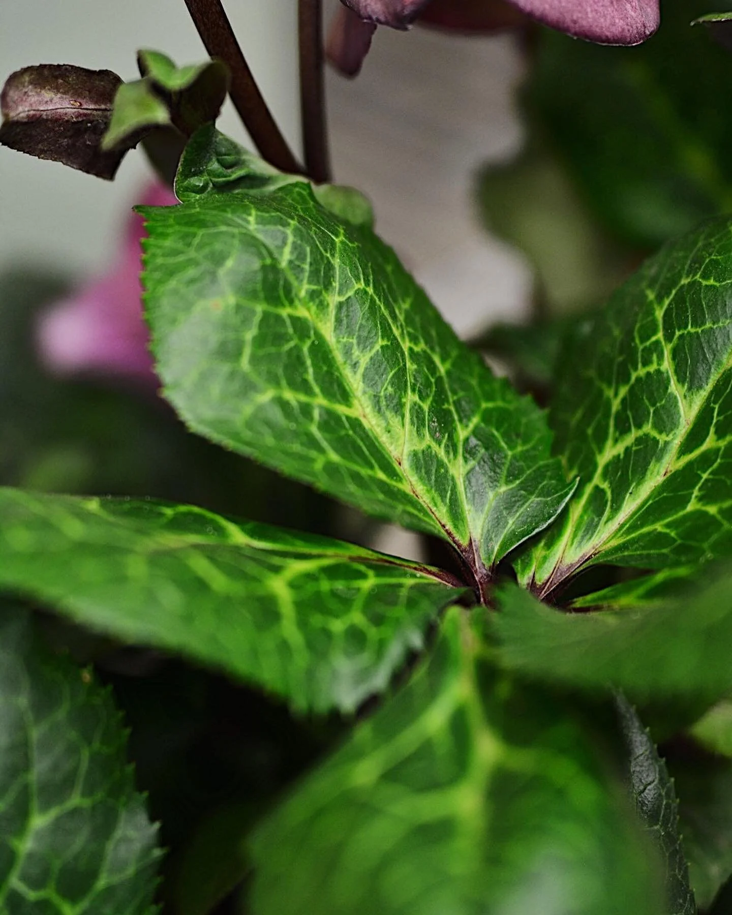 Tailored Solutions To Your Plant Needs