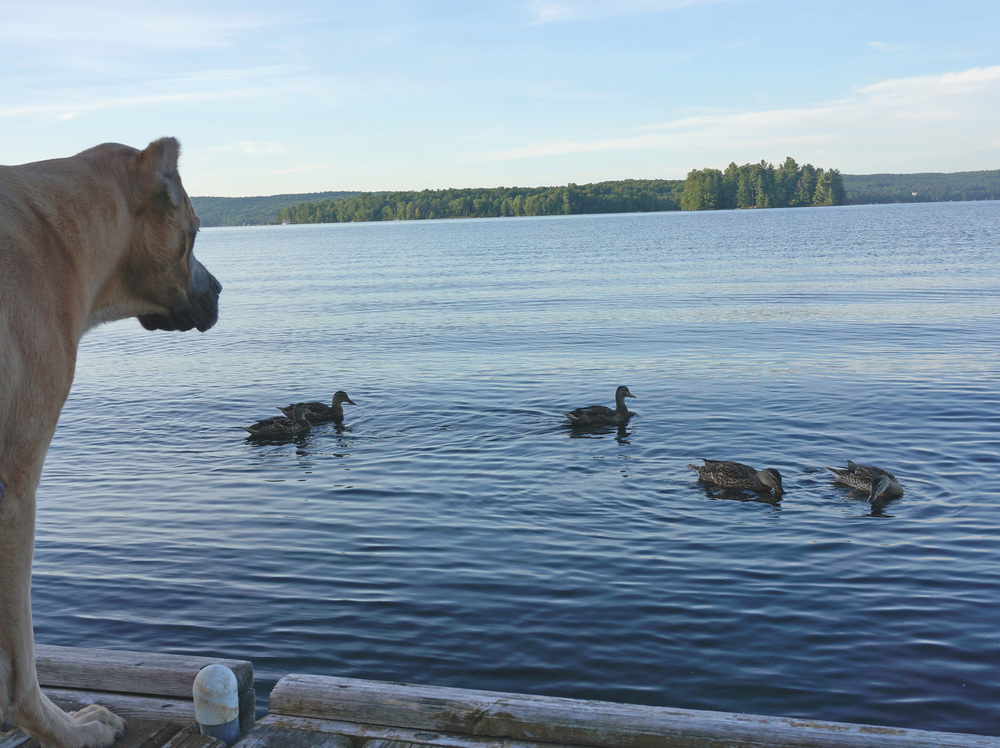 My dog and the duck family