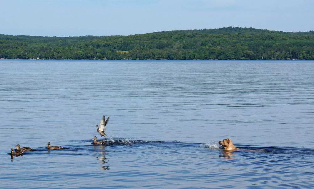 My dog and the ducks