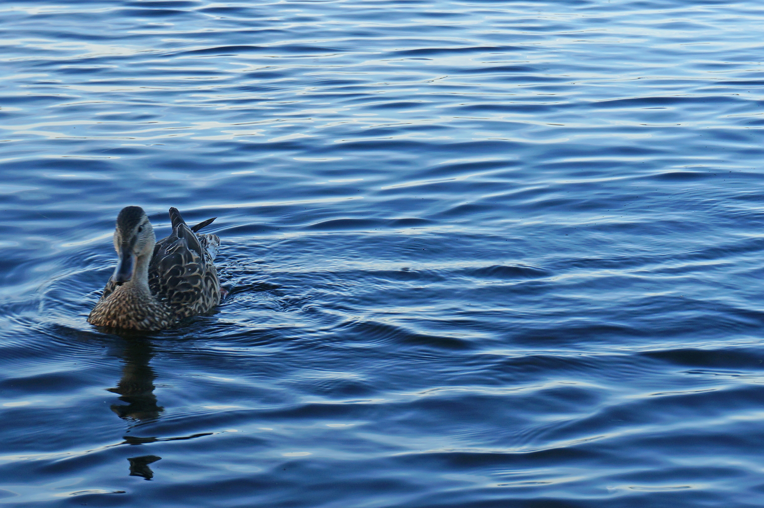 Duck on Penn Lake