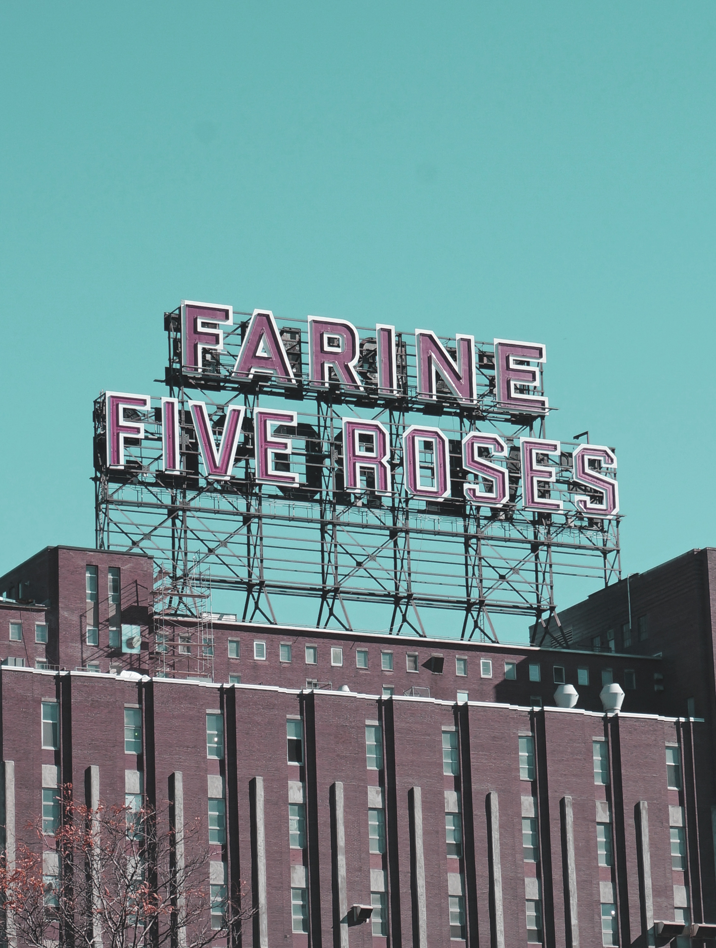 Farine Five Roses