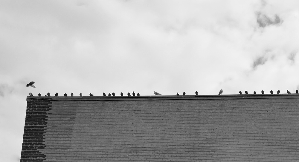 Pigeons