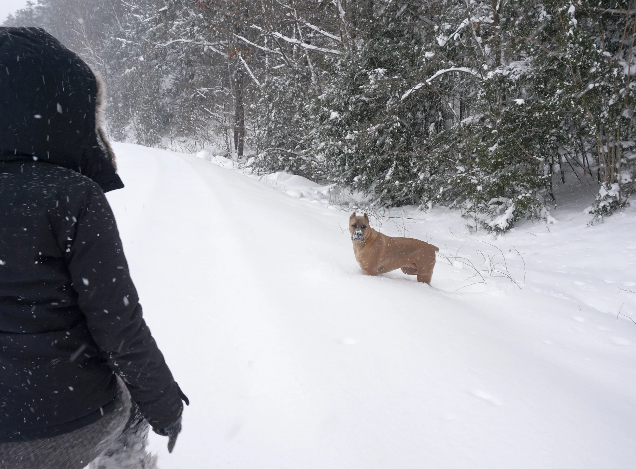 My dog and I in the snow