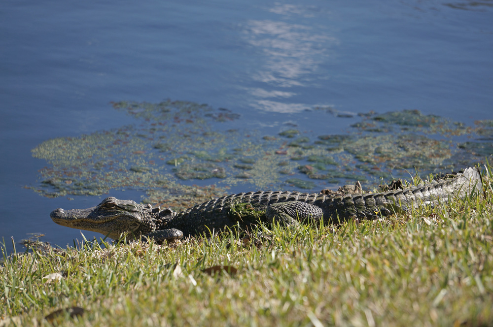 Florida, Alligator