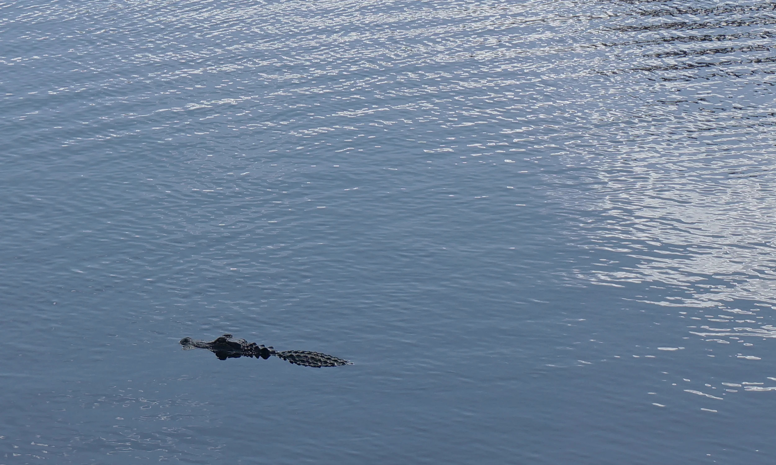 Florida Alligator