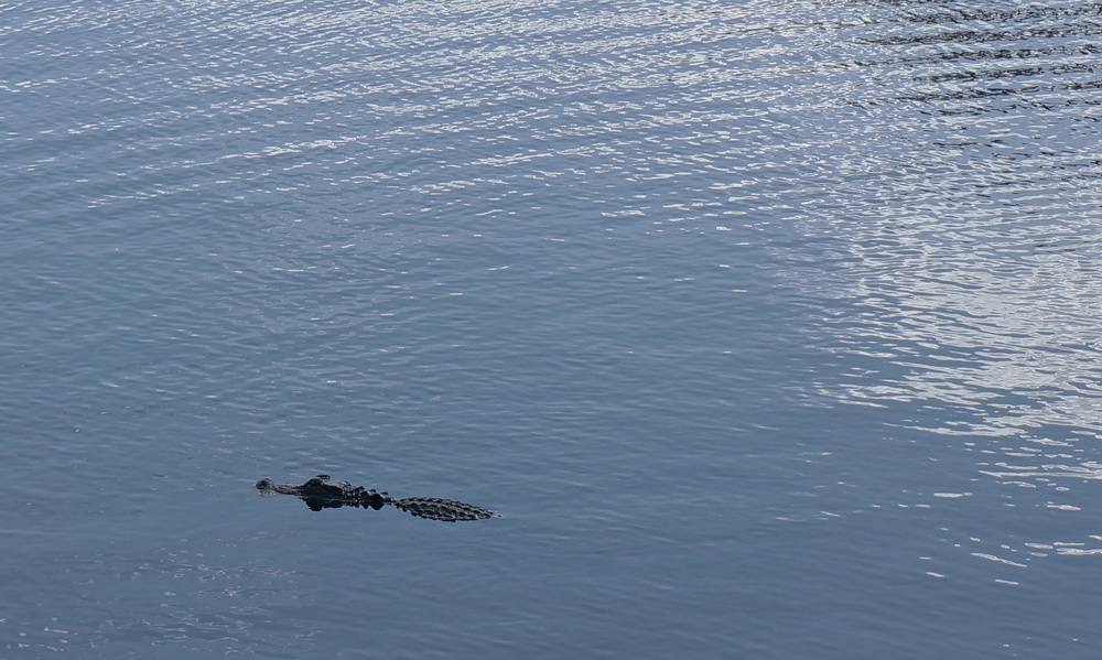 Florida Alligator