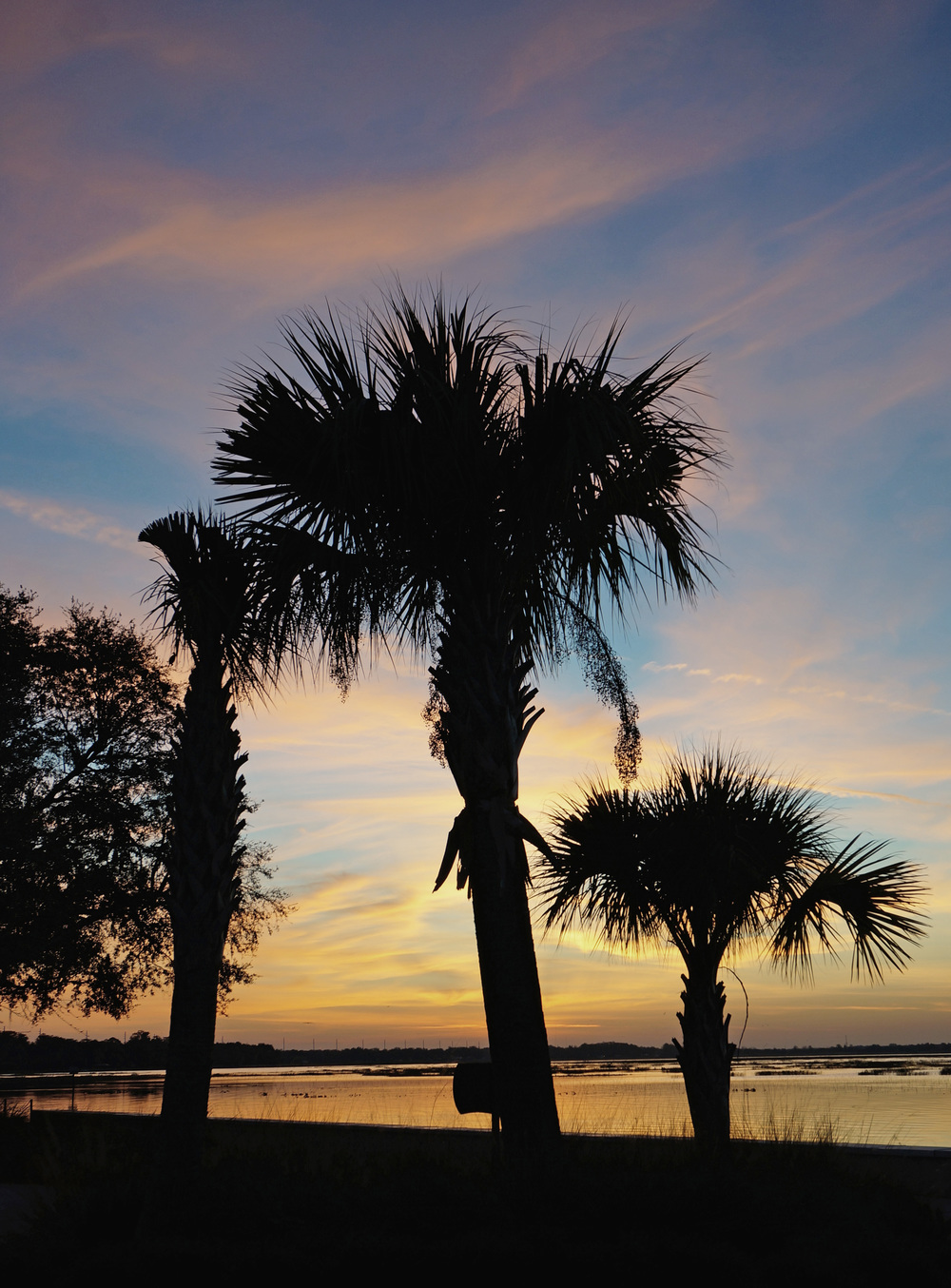 Shadowed Palms