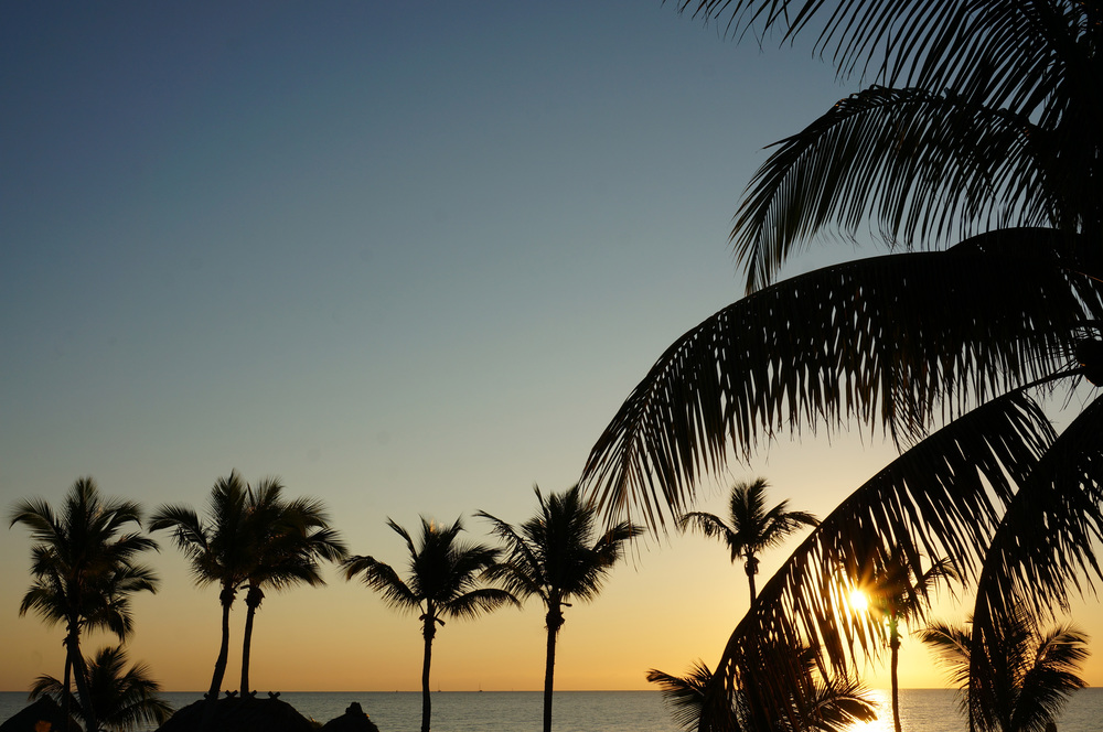 Sunrise and palm trees