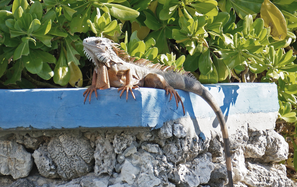 Florida Iguana