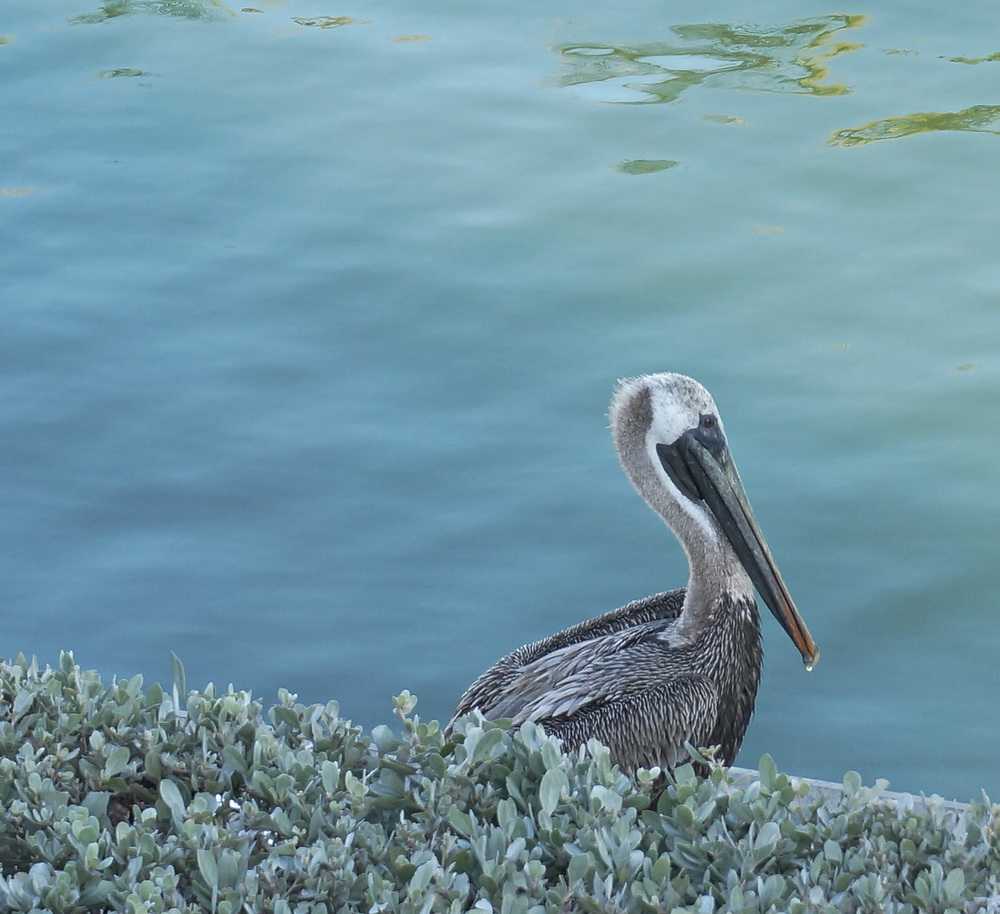 Florida Pelican