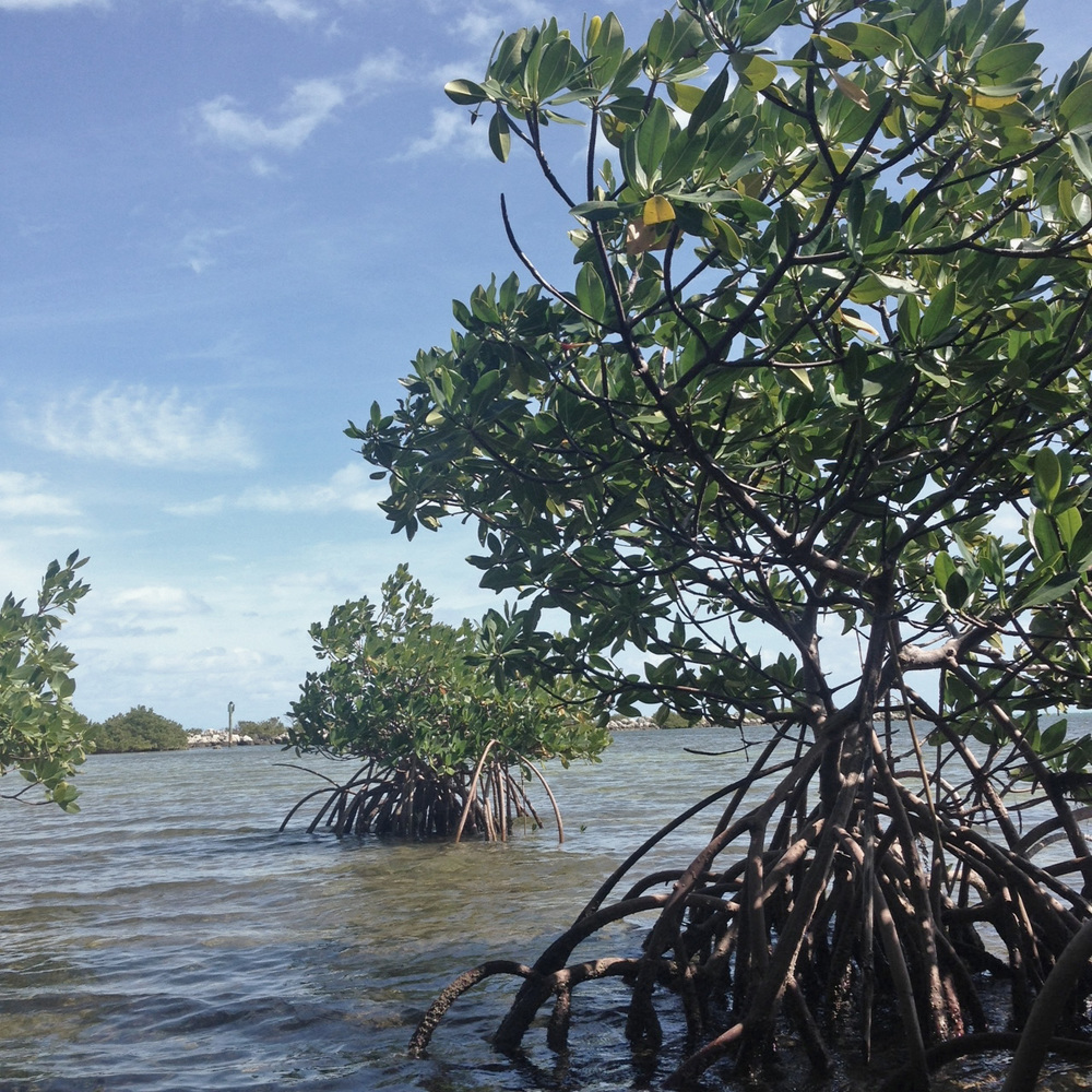 View from the mangroves